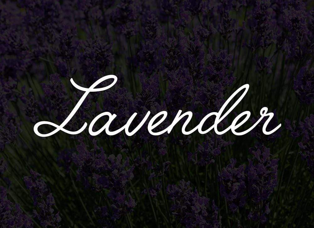 Lavender - Royal Essence (australia & New Zealand)